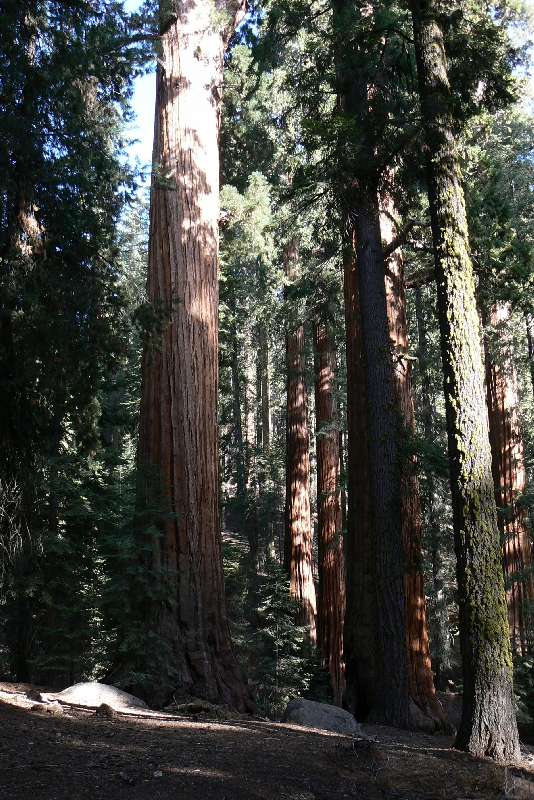27 Sequoia National Park